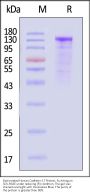 Biotinylated Human Cadherin-17 / CDH17 Protein, Fc,Avitag™ (MALS verified)