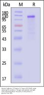 Mouse Cadherin-17 / CDH17 Protein, Fc Tag (MALS verified)
