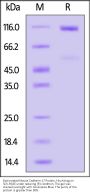 Biotinylated Mouse Cadherin-17 / CDH17 Protein, His,Avitag™ (MALS verified)
