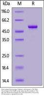Biotinylated Cynomolgus Carbonic Anhydrase IX / CA9 (38-398) Protein, His,Avitag™ (MALS verified)
