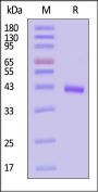 Cynomolgus CCL1 Protein, Fc Tag