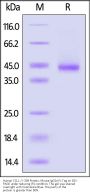 Human CCL1 / I-309 Protein, Mouse IgG2a Fc Tag