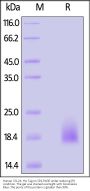 Human CCL24/Eotaxin-2 Protein, His Tag (HPLC verified)