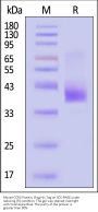 Mouse CCR5 Protein, Flag,His Tag (Detergent)