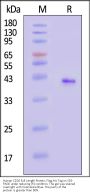 Human CD20 / MS4A1 Full Length Protein, Flag,His Tag (Detergent)