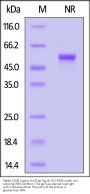 Rabbit CD40 Ligand / TNFSF5 Protein, His,Flag Tag (active trimer) (MALS verified)