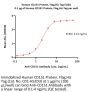 Human CD151 Protein, Flag,His Tag (Detergent)