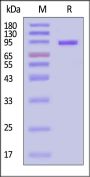 Mouse CDCP1 Protein, His Tag (MALS verified)