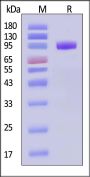 Rhesus macaque CDCP1 Protein, His Tag (MALS verified)