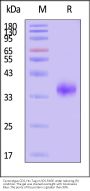 Cynomolgus CD2 / SRBC Protein, His Tag