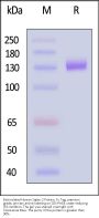 Biotinylated Human Siglec-2 / CD22 Protein, Fc Tag, premium grade, ultra sensitivity (primary amine labeling)