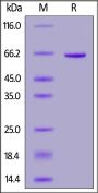 Canine CD73 / NT5E Protein, His Tag (MALS verified) (active enzyme)