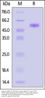 Human Siglec-3 / CD33 (140-232) Protein, Llama IgG2b Fc Tag, low endotoxin (MALS verified)