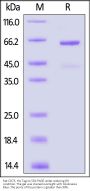 Rat CD73 Protein, His Tag (active enzyme)