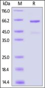 Rat CD73 Protein, His Tag (active enzyme)