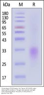 Cynomolgus CD24 Protein, His Tag
