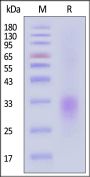 Cynomolgus CD24 Protein, His Tag