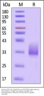 Human CD24 Protein, His Tag-Ferritin