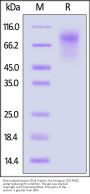 Biotinylated Human CD34 Protein, His,Avitag™ (MALS verified)
