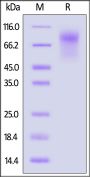 Biotinylated Human CD34 Protein, His,Avitag™ (MALS verified)