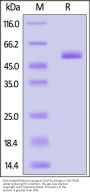 Biotinylated Rhesus macaque CD4 Protein, His,Avitag™ (MALS verified)