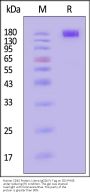Human CD45 / PTPRC Protein, Llama IgG2b Fc Tag, low endotoxin
