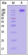 Human CD45 / PTPRC Protein, Llama IgG2b Fc Tag, low endotoxin
