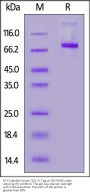 FITC-Labeled Human CD5 Protein, Fc Tag (MALS verified)