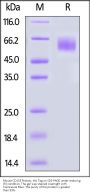 Mouse CD155 / PVR Protein, His Tag (MALS verified)