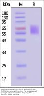 Biotinylated Mouse CD155 / PVR Protein, His,Avitag™