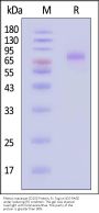 Rhesus macaque CD155 / PVR Protein, Fc Tag (MALS verified)