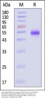 Biotinylated Rhesus macaque CD5 Protein, His,Avitag™ (MALS verified)