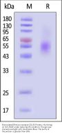 Biotinylated Rhesus macaque CD155 / PVR Protein, His,Avitag™ (MALS verified)