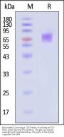 Biotinylated Cynomolgus CD6 Protein, His,Avitag™ (MALS verified)