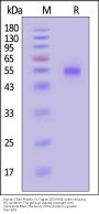 Human CD46 Protein, Fc Tag (MALS verified)