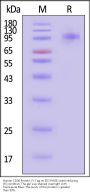Human CD36 / SR-B3 Protein, Fc Tag