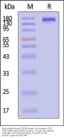 Biotinylated Human CD206 / MMR Protein, His,Avitag™