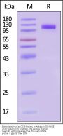 Biotinylated Human CD36 / SR-B3 Protein, Fc,Avitag™