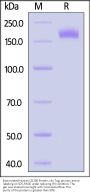 Biotinylated Human CD206 / MMR Protein, His Tag, ultra sensitivity (primary amine labeling) (MALS verified)