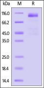 Mouse CD36 / SR-B3 Protein, Fc Tag