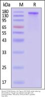 Mouse CD206 / MMR Protein, His Tag (HPLC verified)