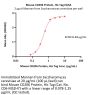 Mouse CD206 / MMR Protein, His Tag (HPLC verified)