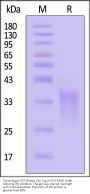 Cynomolgus CD7 Protein, His Tag (MALS & SPR verified)