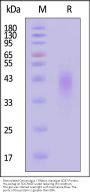 Biotinylated Cynomolgus / Rhesus macaque CD47 Protein, His,Avitag™