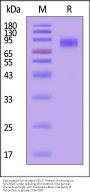 Biotinylated Cynomolgus CD117 / c-kit Protein, His,Avitag (MALS verified)
