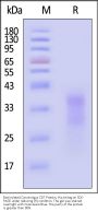 Biotinylated Cynomolgus CD7 Protein, His,Avitag™ (MALS & SPR verified)