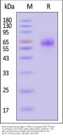 Biotinylated Cynomolgus / Rhesus macaque CD47 Protein, Fc,Avitag™ (MALS verified)