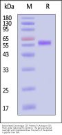 Biotinylated Cynomolgus CD7 Protein, Fc,Avitag™ (MALS verified)