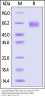Biotinylated Mouse CD47 Protein, Fc,Avitag™ (MALS verified)