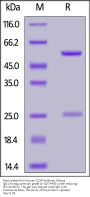 Biotinylated Anti-Human CD28 Antibody, Mouse IgG1,Avitag™, premium grade